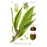 Châtaignier - Castanea sativa - Haie champetre  - Pepiniere Alsace - Vegetal Local Nord Est - Bio - Jardin forêt comestible - fruitier - permaculture