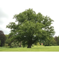 Chêne pédonculé - Quercus robur - Haie champetre  - Pepiniere Alsace - Vegetal Local Nord Est - Bio - Jardin forêt comestible - fruitier - permaculture