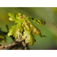 Chêne pédonculé - Quercus robur - Haie champetre  - Pepiniere Alsace - Vegetal Local Nord Est - Bio - Jardin forêt comestible - fruitier - permaculture