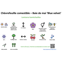 chevrefeuille_comestible_-_baie_de_mai_blue_velvet _ résumé