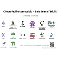 chevrefeuille_comestible_-_baie_de_mai_edulis _ résumé