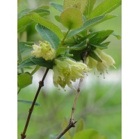 Chèvrefeuille comestible – Baie de mai ‘Kalinka’ - Lonicera kamtchatika - Haie champetre  - Pepiniere Alsace - Vegetal Local Nord Est - Bio - Jardin forêt comestible - fruitier - permaculture