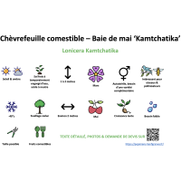 chevrefeuille_comestible_-_baie_de_mai_kamtchatika _ résumé