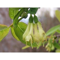 Chèvrefeuille comestible – Baie de mai ‘Kamtchatika’ - Lonicera kamtchatika - Haie champetre  - Pepiniere Alsace - Vegetal Local Nord Est - Bio - Jardin forêt comestible - fruitier - permaculture