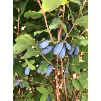 Chèvrefeuille comestible – Baie de mai ‘Kamtchatika’ - Lonicera kamtchatika - Haie champetre  - Pepiniere Alsace - Vegetal Local Nord Est - Bio - Jardin forêt comestible - fruitier - permaculture