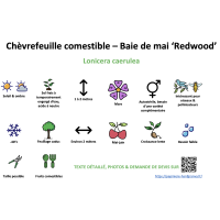 chevrefeuille_comestible_-_baie_de_mai_redwood _ résumé