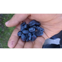 Chèvrefeuille comestible – Baie de mai ‘Redwood’ - Lonicera caerulea  - Haie champetre  - Pepiniere Alsace - Vegetal Local Nord Est - Bio - Jardin forêt comestible - fruitier - permaculture