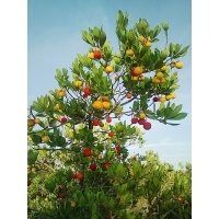 Arbousier_Arbre_aux_fraises_Atlantica_Arbutus_Unedo_Haie champetre  - Pepiniere Alsace - Vegetal Local Nord Est- Bio - Jardin forêt comestible - fruitier - permaculture