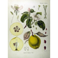 Cognassier 'Leskovac' - Cydonia oblonga - Haie champetre  - Pepiniere Alsace - Vegetal Local Nord Est - Bio - Jardin forêt comestible - fruitier - permaculture