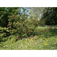 Cognassier du Japon 'Cido' - Chaenomeles japonica - Haie champetre  - Pepiniere Alsace - Vegetal Local Nord Est - Bio - Jardin forêt comestible - fruitier - permaculture