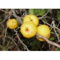 Cognassier du Japon 'Cido' - Chaenomeles japonica - Haie champetre  - Pepiniere Alsace - Vegetal Local Nord Est - Bio - Jardin forêt comestible - fruitier - permaculture