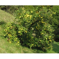Cognassier 'Wolgogradskaja Miagkoplodnaja' - Cydonia oblonga - Haie champetre  - Pepiniere Alsace - Vegetal Local Nord Est - Bio - Jardin forêt comestible - fruitier - permaculture