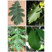Comparaison de feuilles de chênes - Haie champetre  - Pepiniere Alsace - Vegetal Local Nord Est - Bio - Jardin forêt comestible - fruitier - permaculture