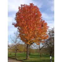 Cormier - Sorbus domestica - Haie champetre  - Pepiniere Alsace - Vegetal Local Nord Est - Bio - Jardin forêt comestible - fruitier - permaculture