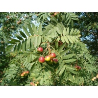 Cormier - Sorbus domestica - Haie champetre  - Pepiniere Alsace - Vegetal Local Nord Est - Bio - Jardin forêt comestible - fruitier - permaculture