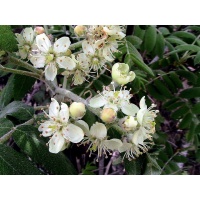 Cormier - Sorbus domestica - Haie champetre  - Pepiniere Alsace - Vegetal Local Nord Est - Bio - Jardin forêt comestible - fruitier - permaculture