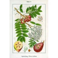 Cormier - Sorbus domestica - Haie champetre  - Pepiniere Alsace - Vegetal Local Nord Est - Bio - Jardin forêt comestible - fruitier - permaculture