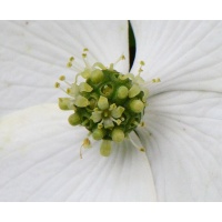 Cornouiller de Chine - Cornus kousa chinensis - Haie champetre  - Pepiniere Alsace - Vegetal Local Nord Est - Bio - Jardin forêt comestible - fruitier - permaculture