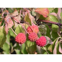 Cornouiller de Chine - Cornus kousa chinensis - Haie champetre  - Pepiniere Alsace - Vegetal Local Nord Est - Bio - Jardin forêt comestible - fruitier - permaculture