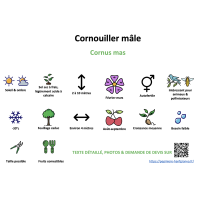 cornouiller_male_- résumé