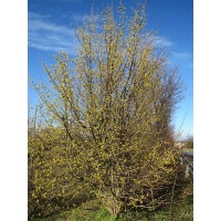 Cornouiller mâle - Cornus mas - Haie champetre  - Pepiniere Alsace - Vegetal Local Nord Est - Bio - Jardin forêt comestible - fruitier - permaculture