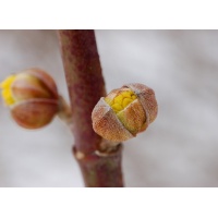 Cornouiller mâle - Cornus mas - Haie champetre  - Pepiniere Alsace - Vegetal Local Nord Est - Bio - Jardin forêt comestible - fruitier - permaculture