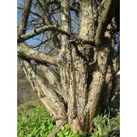 Cornouiller mâle - Cornus mas - Haie champetre  - Pepiniere Alsace - Vegetal Local Nord Est - Bio - Jardin forêt comestible - fruitier - permaculture