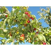 Cornouiller mâle - Cornus mas - Haie champetre  - Pepiniere Alsace - Vegetal Local Nord Est - Bio - Jardin forêt comestible - fruitier - permaculture