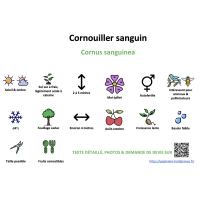 cornouiller_sanguin_- résumé