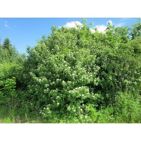 Cornouiller sanguin - Cornus sanguinea - Haie champetre  - Pepiniere Alsace - Vegetal Local Nord Est - Bio - Jardin forêt comestible - fruitier - permaculture