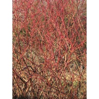 Cornouiller sanguin - Cornus sanguinea - Haie champetre  - Pepiniere Alsace - Vegetal Local Nord Est - Bio - Jardin forêt comestible - fruitier - permaculture