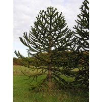 Désespoir des singes - Araucaria araucana - Haie champetre  - Pepiniere Alsace - Vegetal Local Nord Est - Bio - Jardin forêt comestible - fruitier - permaculture