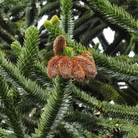 Désespoir des singes - Araucaria araucana - Haie champetre  - Pepiniere Alsace - Vegetal Local Nord Est - Bio - Jardin forêt comestible - fruitier - permaculture