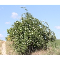 Églantier - Rosa canina - Haie champetre  - Pepiniere Alsace - Vegetal Local Nord Est - Bio - Jardin forêt comestible - fruitier - permaculture