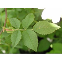 eglantier_-_rosa_canina_-_pepiniere_alsace_vegetal_local_bio_-_feuille_composee