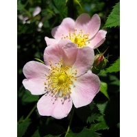 Églantier - Rosa canina - Haie champetre  - Pepiniere Alsace - Vegetal Local Nord Est - Bio - Jardin forêt comestible - fruitier - permaculture