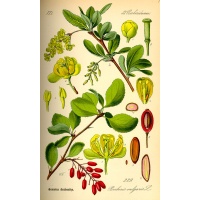 Épine-vinette - Berberis vulgaris - Haie champetre  - Pepiniere Alsace - Vegetal Local Nord Est - Bio - Jardin forêt comestible - fruitier - permaculture