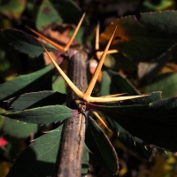 Épine-vinette - Berberis vulgaris - Haie champetre  - Pepiniere Alsace - Vegetal Local Nord Est - Bio - Jardin forêt comestible - fruitier - permaculture