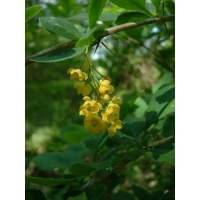 Épine-vinette - Berberis vulgaris - Haie champetre  - Pepiniere Alsace - Vegetal Local Nord Est - Bio - Jardin forêt comestible - fruitier - permaculture