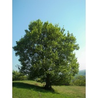 Érable champêtre - Acer campestre - Haie champetre  - Pepiniere Alsace - Vegetal Local Nord Est - Bio - Jardin forêt comestible - fruitier - permaculture