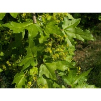 Érable champêtre - Acer campestre - Haie champetre  - Pepiniere Alsace - Vegetal Local Nord Est - Bio - Jardin forêt comestible - fruitier - permaculture