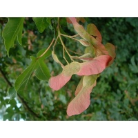 Érable champêtre - Acer campestre - Haie champetre  - Pepiniere Alsace - Vegetal Local Nord Est - Bio - Jardin forêt comestible - fruitier - permaculture
