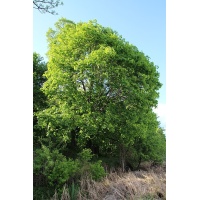 Érable plane - Acer platanoides  - Haie champetre  - Pepiniere Alsace - Vegetal Local Nord Est - Bio - Jardin forêt comestible - fruitier - permaculture