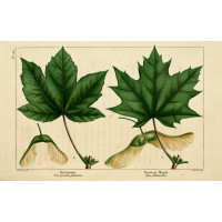 Comparaison entre Érable sycomore et Érable plane  - Haie champetre  - Pepiniere Alsace - Vegetal Local Nord Est - Bio - Jardin forêt comestible - fruitier - permaculture