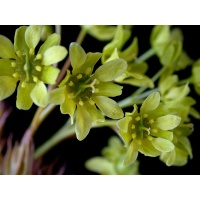 Érable plane - Acer platanoides  - Haie champetre  - Pepiniere Alsace - Vegetal Local Nord Est - Bio - Jardin forêt comestible - fruitier - permaculture