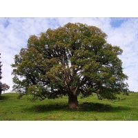 Érable sycomore - Acer pseudoplatanus  - Haie champetre  - Pepiniere Alsace - Vegetal Local Nord Est - Bio - Jardin forêt comestible - fruitier - permaculture