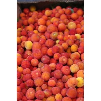 Arbousier_Arbre_aux_fraises_Atlantica_Arbutus_Unedo_Haie champetre  - Pepiniere Alsace - Vegetal Local Nord Est- Bio - Jardin forêt comestible - fruitier - permaculture