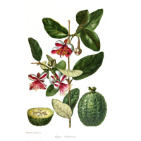 Goyavier du Brésil 'Apollo' - Feijoa sellowiana - Haie champetre  - Pepiniere Alsace - Vegetal Local Nord Est - Bio - Jardin forêt comestible - fruitier - permaculture