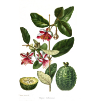 Goyavier du Brésil (variété commune) - Feijoa sellowiana  - Haie champetre  - Pepiniere Alsace - Vegetal Local Nord Est - Bio - Jardin forêt comestible - fruitier - permaculture