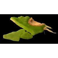 Févier d’Amérique - Gleditsia triacanthos - Haie champetre  - Pepiniere Alsace - Vegetal Local Nord Est - Bio - Jardin forêt comestible - fruitier - permaculture